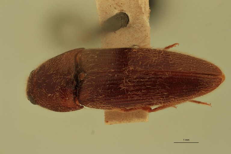 Anchastus alopex T D.jpg Anchastus alopex T D.jpg