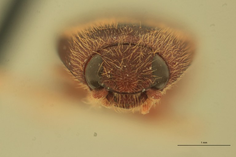 Anchastus alopex T F.jpg Anchastus alopex T F.jpg