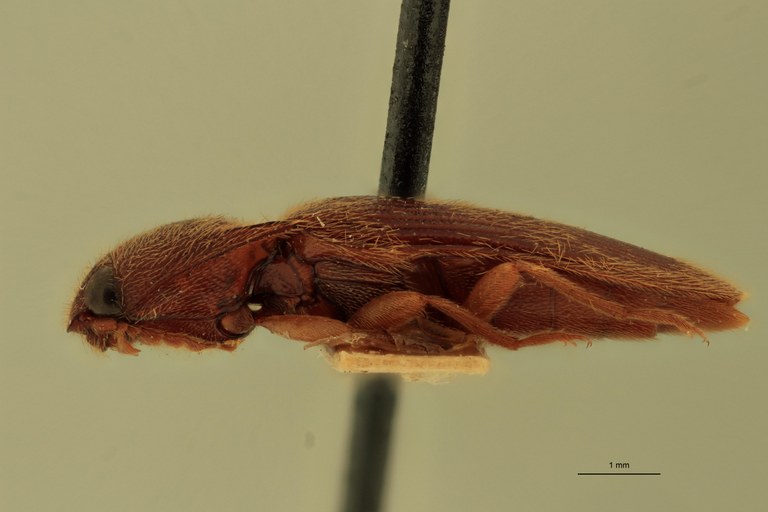 Anchastus alopex T L.jpg Anchastus alopex T L.jpg