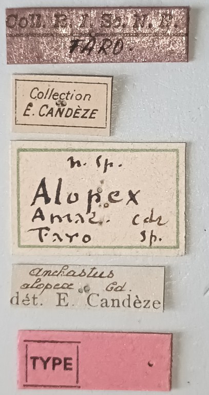 Anchastus alopex T Labels.jpg Anchastus alopex T Labels.jpg