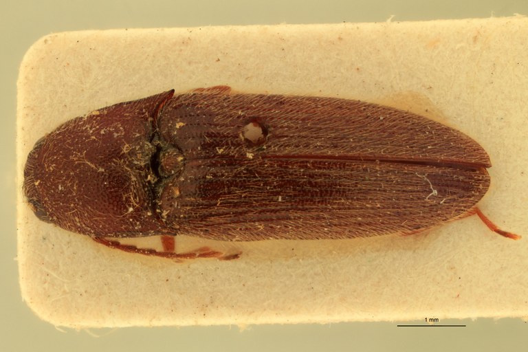 Anchastus austerus T D.jpg Anchastus austerus T D.jpg