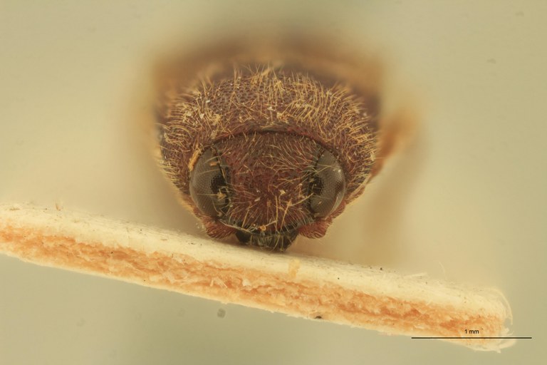 Anchastus austerus T F.jpg Anchastus austerus T F.jpg