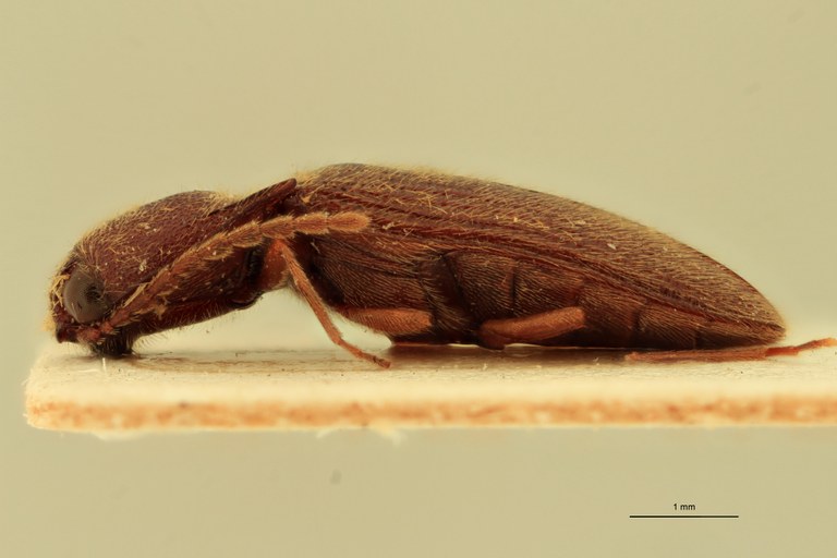 Anchastus austerus T L.jpg Anchastus austerus T L.jpg