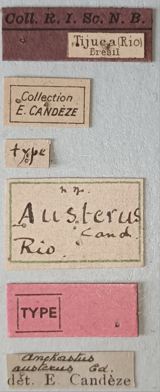Anchastus austerus T Labels.jpg Anchastus austerus T Labels.jpg