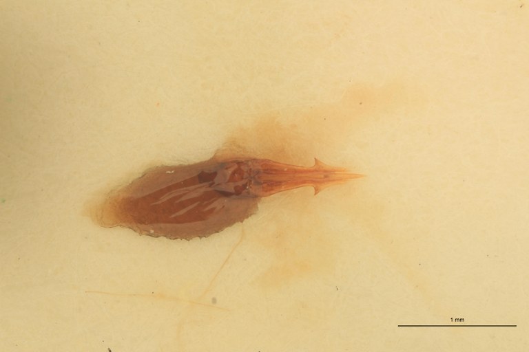 Anchastus balteatus M St Aedeagus.jpg