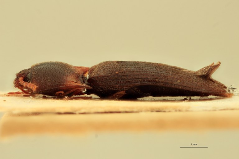 Anchastus carinatus F St L.jpg Anchastus carinatus F St L.jpg
