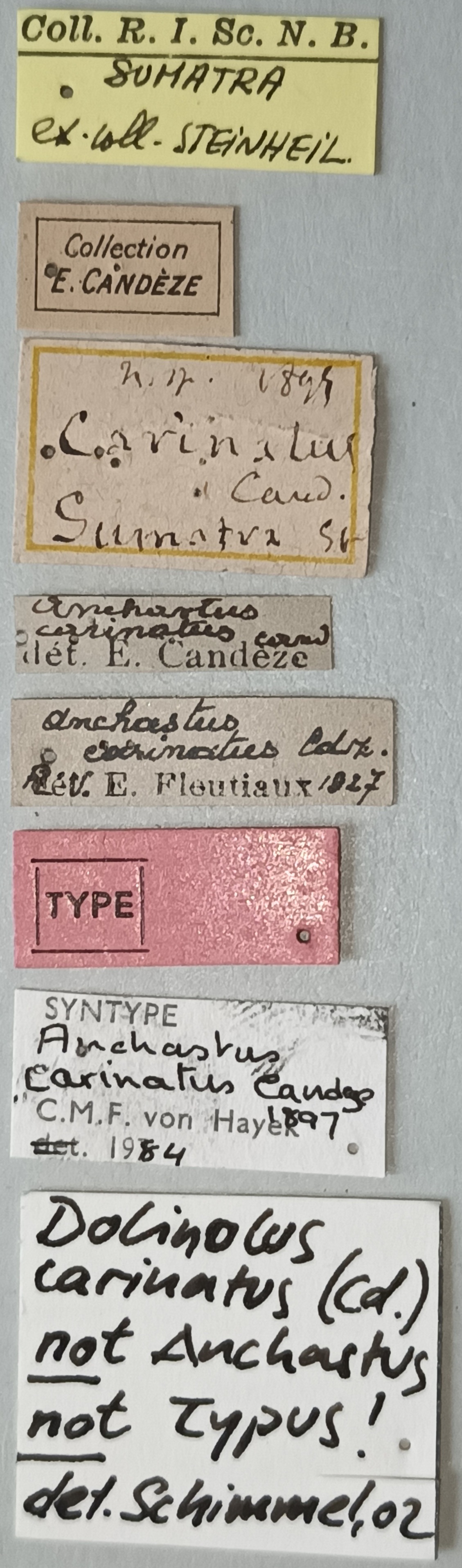 Anchastus carinatus F St Labels.jpg