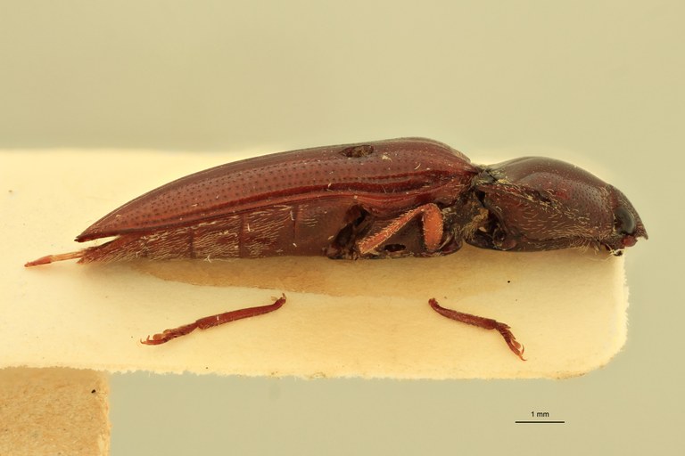 Anchastus carneus St L.jpg