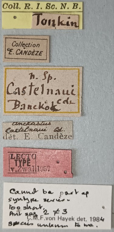 Anchastus castelnaui M Lt Labels.jpg Anchastus castelnaui M Lt Labels.jpg