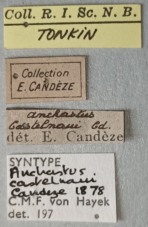 Anchastus castelnaui M St Labels.jpg Anchastus castelnaui M St Labels.jpg