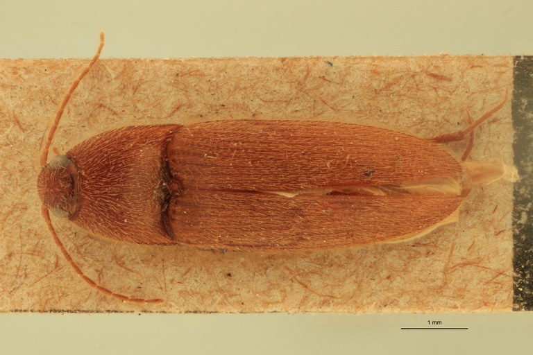 Anchastus cinnamomeus St D.jpg Anchastus cinnamomeus St D.jpg