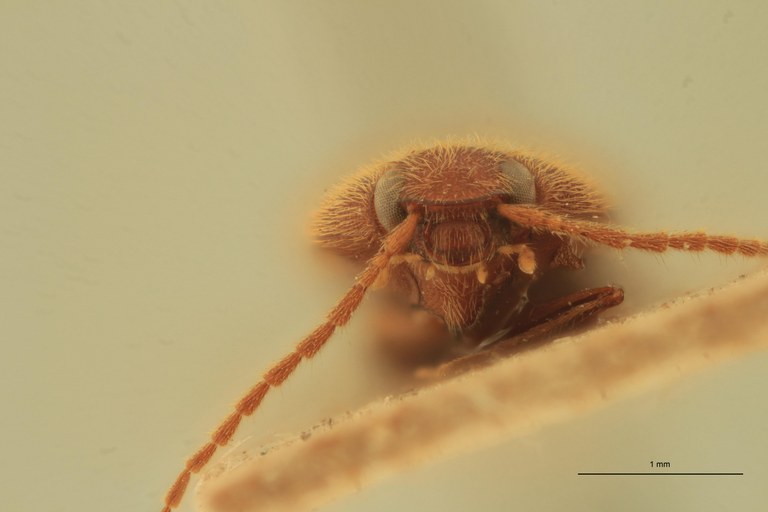 Anchastus cinnamomeus St F.jpg Anchastus cinnamomeus St F.jpg