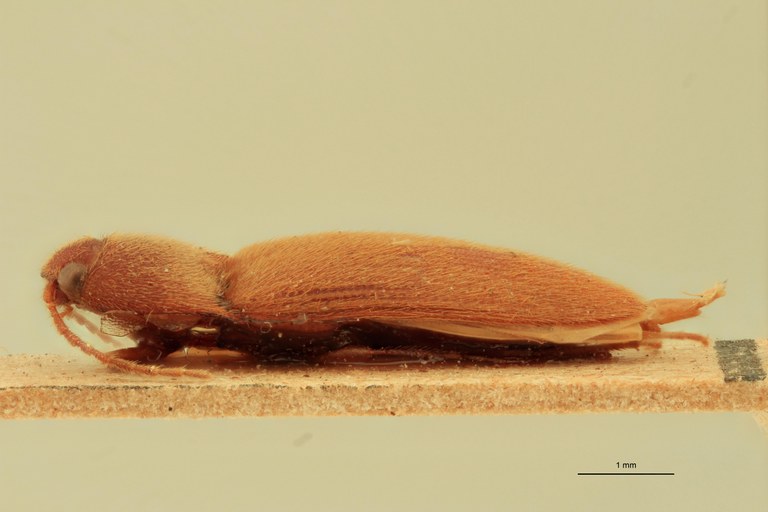 Anchastus cinnamomeus St L.jpg Anchastus cinnamomeus St L.jpg