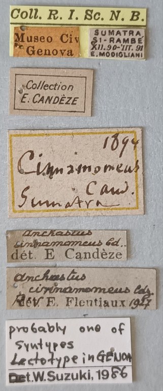 Anchastus cinnamomeus St Labels.jpg Anchastus cinnamomeus St Labels.jpg
