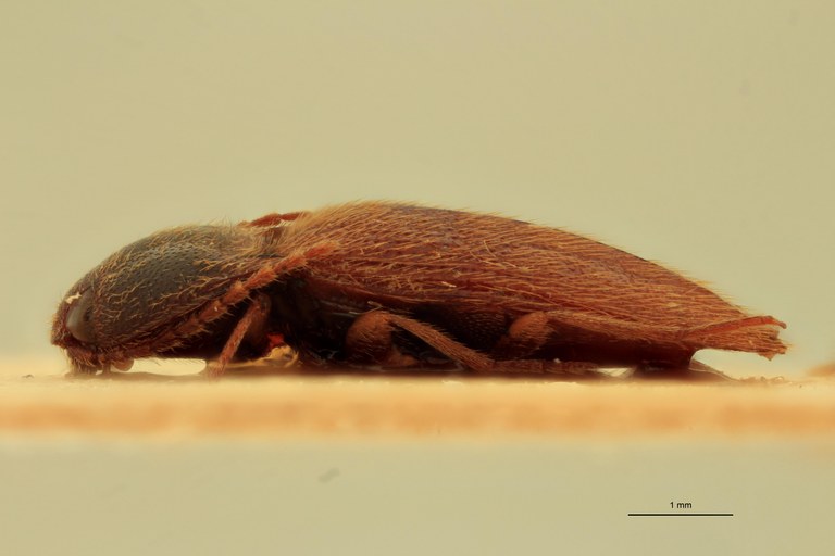 Anchastus consimilis M T L.jpg