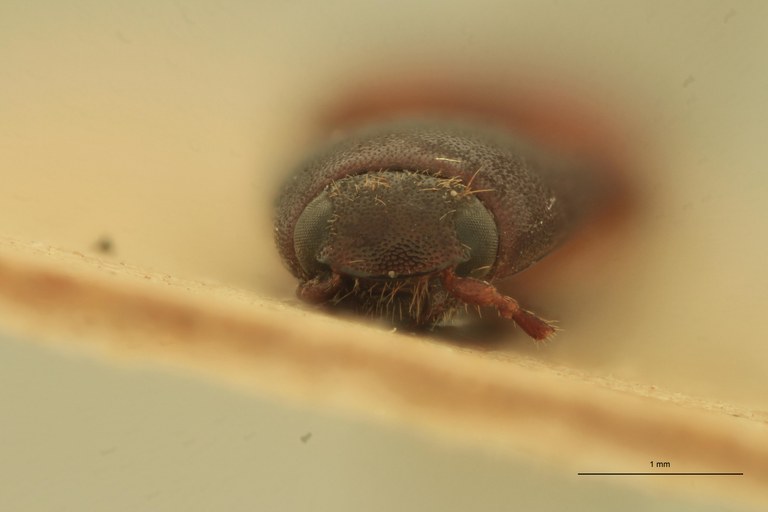 Anchastus ferrugineipennis St F.jpg Anchastus ferrugineipennis St F.jpg