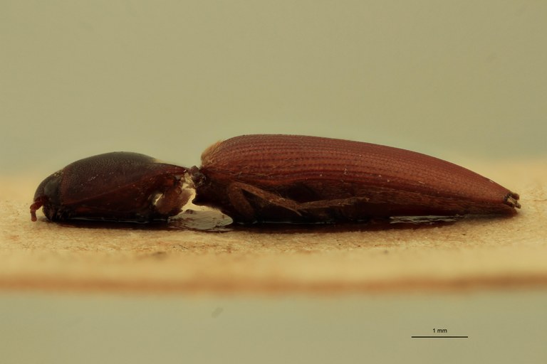 Anchastus ferrugineipennis St L.jpg Anchastus ferrugineipennis St L.jpg