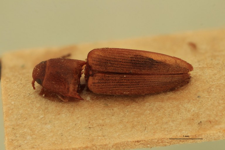 Anchastus flavus St D.jpg Anchastus flavus St D.jpg