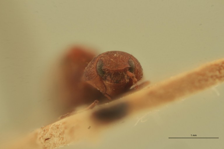 Anchastus flavus St F.jpg Anchastus flavus St F.jpg