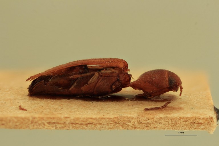 Anchastus flavus St L.jpg Anchastus flavus St L.jpg