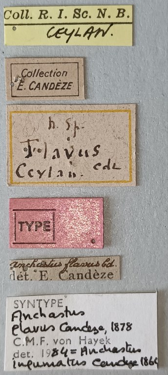 Anchastus flavus St Labels.jpg Anchastus flavus St Labels.jpg