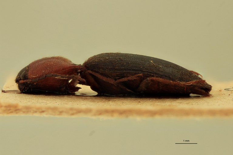 Anchastus imitans F St L.jpg Anchastus imitans F St L.jpg