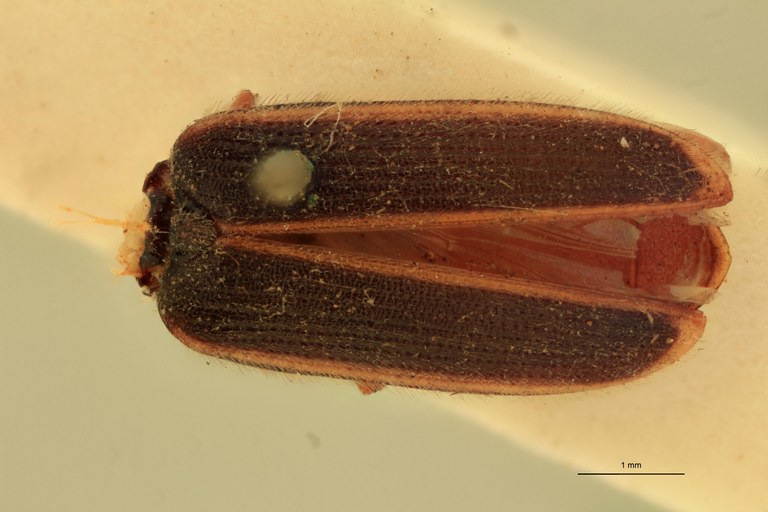Anchastus insularis St D.jpg Anchastus insularis St D.jpg