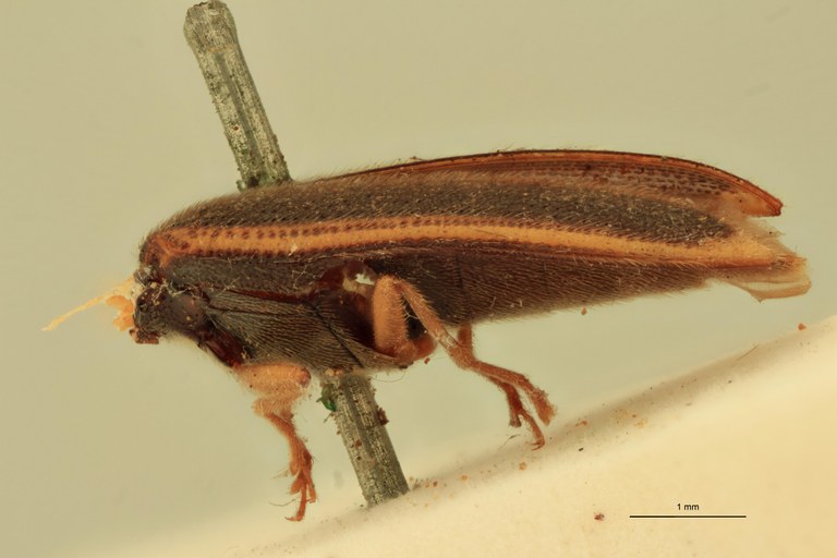 Anchastus insularis St L.jpg Anchastus insularis St L.jpg