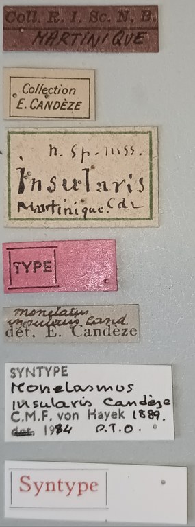 Anchastus insularis St Labels 1.jpg Anchastus insularis St Labels 1.jpg