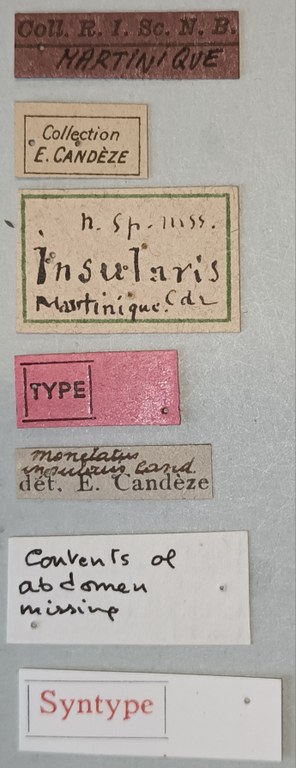 Anchastus insularis St Labels 2.jpg Anchastus insularis St Labels 2.jpg