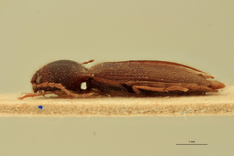 Anchastus insulsus T L.jpg