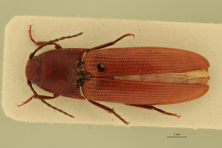 Anchastus laminatus M T D.jpg Anchastus laminatus M T D.jpg