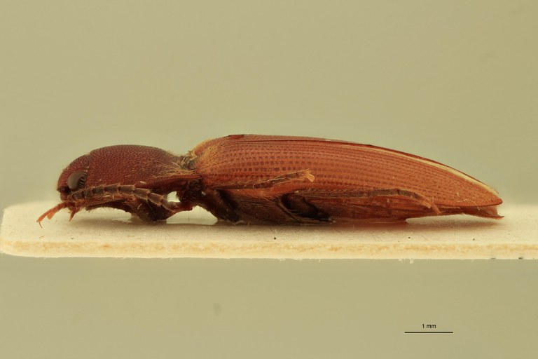 Anchastus laminatus M T L.jpg Anchastus laminatus M T L.jpg