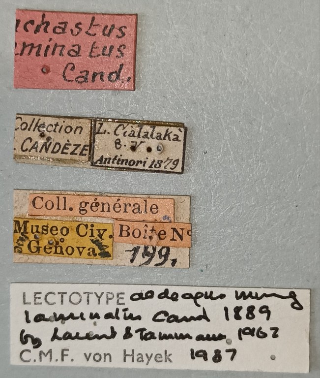 Anchastus laminatus M T Labels 2.jpg