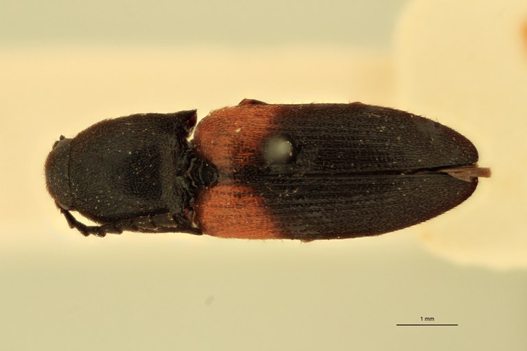 Anchastus militaris M T D.jpg Anchastus militaris M T D.jpg