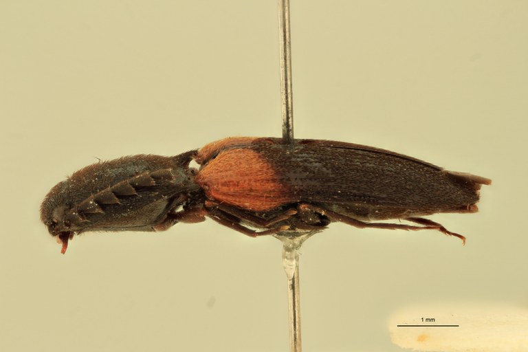 Anchastus militaris M T L.jpg Anchastus militaris M T L.jpg