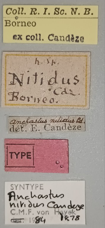 Anchastus nitidus St Labels.jpg Anchastus nitidus St Labels.jpg