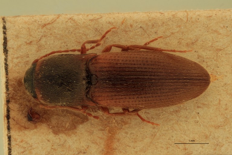 Anchastus pinguis T D.jpg Anchastus pinguis T D.jpg
