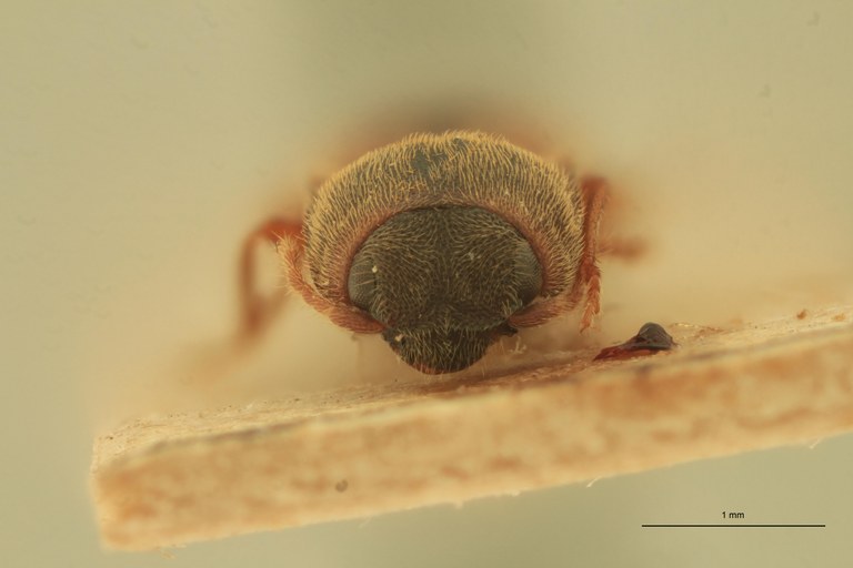 Anchastus pinguis T F.jpg Anchastus pinguis T F.jpg