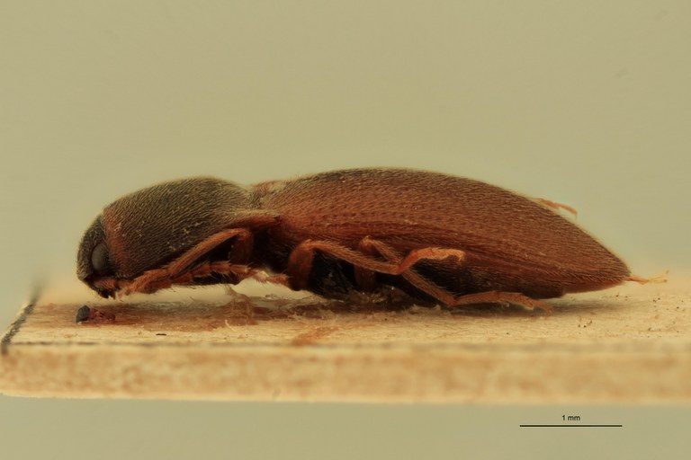 Anchastus pinguis T L.jpg Anchastus pinguis T L.jpg