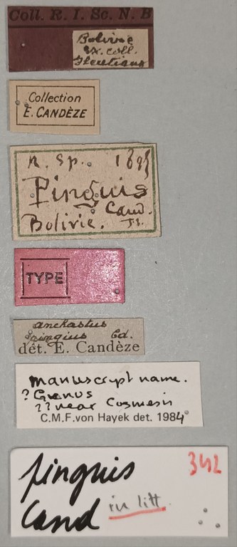 Anchastus pinguis T Labels.jpg Anchastus pinguis T Labels.jpg