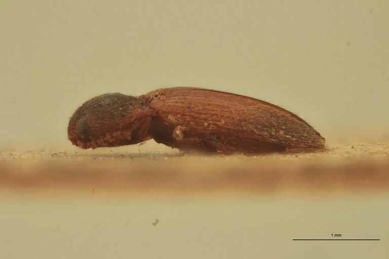 Anchastus posticus T L.jpg Anchastus posticus T L.jpg