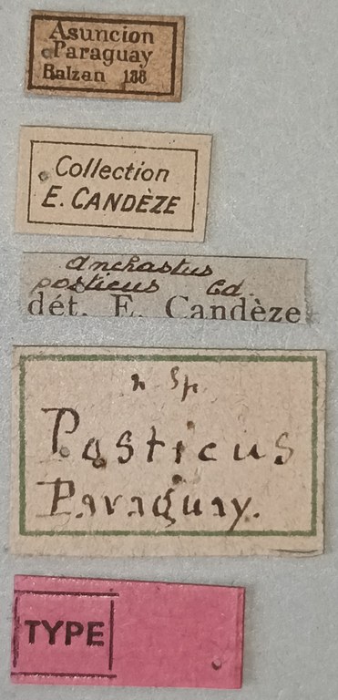 Anchastus posticus T Labels.jpg Anchastus posticus T Labels.jpg