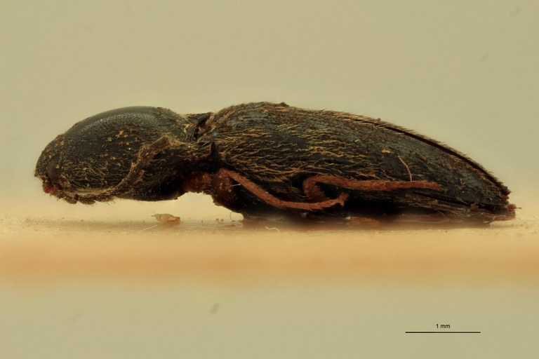 Anchastus pusio T L.jpg