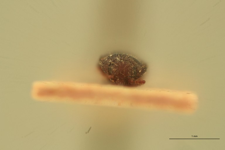 Anchastus pygmeus T F.jpg Anchastus pygmeus T F.jpg