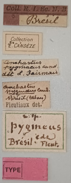 Anchastus pygmeus T Labels.jpg Anchastus pygmeus T Labels.jpg