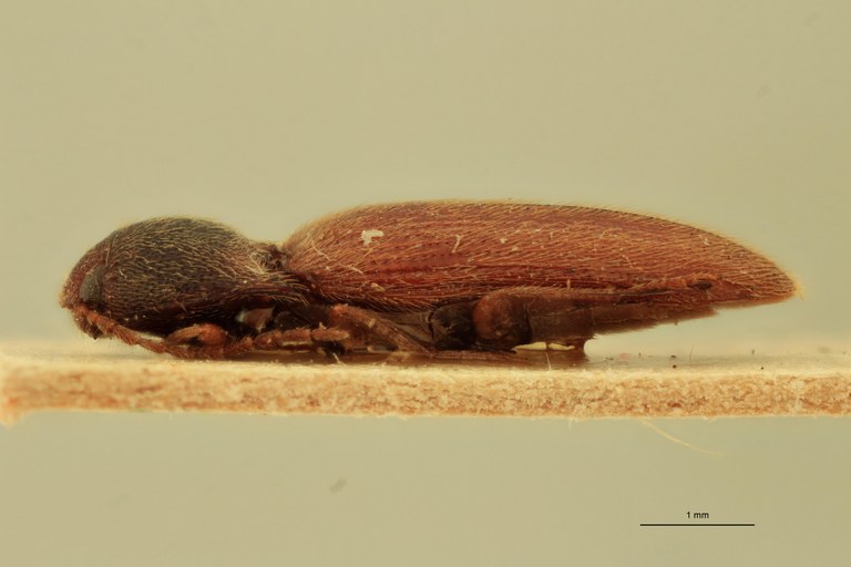 Anchastus rufipennis F Ht L.jpg Anchastus rufipennis F Ht L.jpg