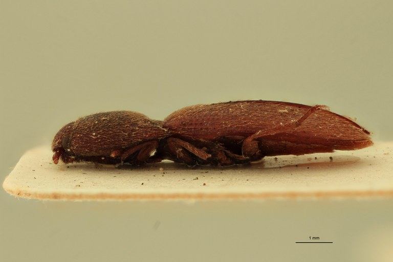 Anchastus rufivellus M Pt L.jpg Anchastus rufivellus M Pt L.jpg