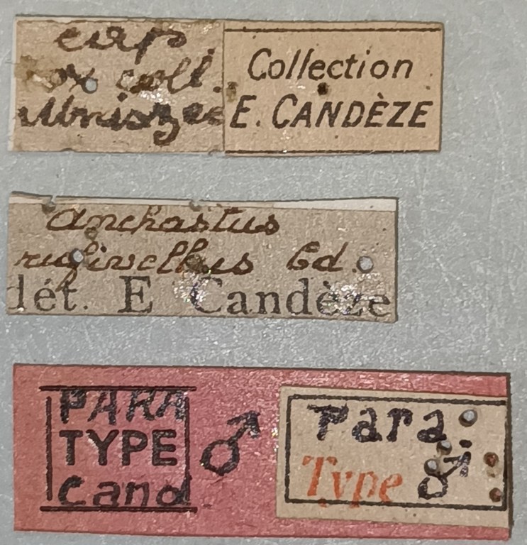 Anchastus rufivellus M Pt Labels 1.jpg Anchastus rufivellus M Pt Labels 1.jpg