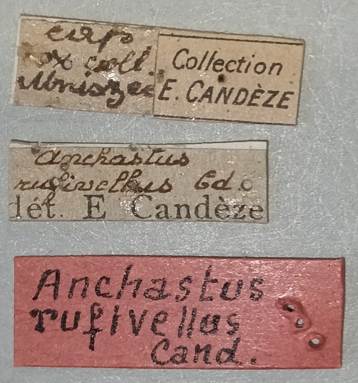 Anchastus rufivellus M Pt Labels 2.jpg Anchastus rufivellus M Pt Labels 2.jpg
